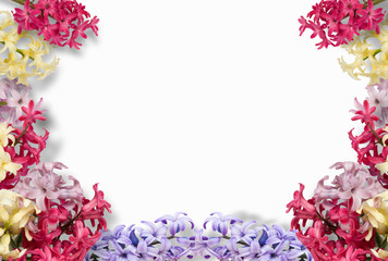 Frame of multi-colored hyacinths on white background. Flat lay, top view. Floral pattern. Pattern of flowers. Flowers pattern texture