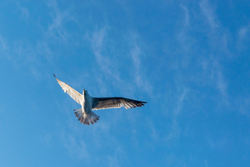 Seagull flying against the blue sky.