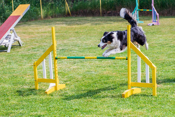 Naklejka na ściany i meble Border Collie on agility field for dogs, training and competing, jumping over obstacles, crossing over balance ramp, passing through the tunnel, running slalom