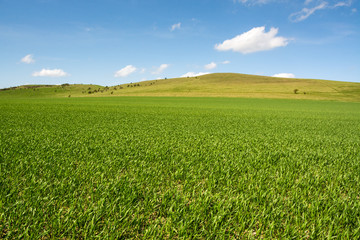 Fototapeta premium Young plantation field and hills near Ivinghoe Beacon seen on sunny day in Spring