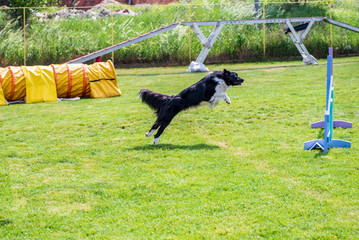 Border Collie on agility field for dogs, training and competing, jumping over obstacles, crossing over balance ramp, passing through the tunnel, running slalom