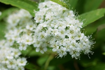 Japanese spiraea