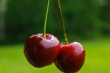 two cherries on a green background