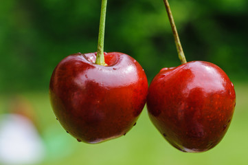 two cherries on a green background