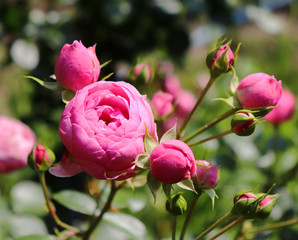 Closeup beautiful pink red rose, photographed in the organic garden with blurred foliage. Free place for text. One blossoming pink red. Open rose for card.