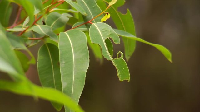 Australian Eucalypt Gum Leaves blowing in the breeze on a sunny day.