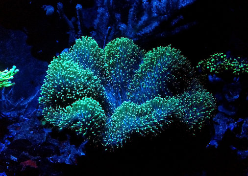 Green Mushroom Leather Coral
(Sarcophyton sp.) 