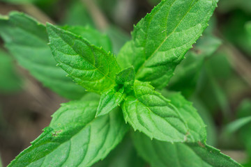 mint in the wild © Алексей Филатов