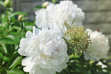 Paeonia lactiflora. Flowers Peonies.