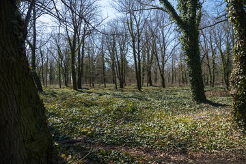 Abandoned Cemetery, Prague, Czech Republic.