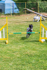 Cross breed dog on agility field, training and competing, jumping over obstacles, crossing over balance ramp, passing through the tunnel, running slalom ... 