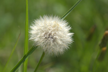 Dandelion's Fluff Ball