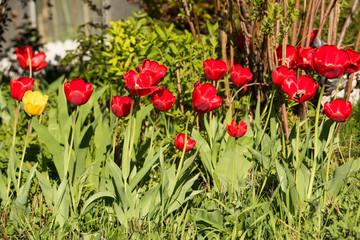 tulips bloom in the spring