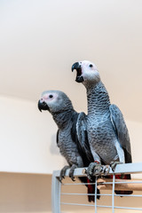 Pair of young African gray parrots - Jaco parrots sitting on their open cage. The grey parrot Psittacus erithacus, also known as the Congo grey parrot is an Old World parrot in the family Psittacidae.