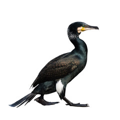 Portrait of an adult cormorant cormorant on a white background, The Netherlands - obrazy, fototapety, plakaty