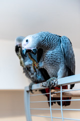 Pair of young African gray parrots - Jaco parrots sitting on their open cage. The grey parrot Psittacus erithacus, also known as the Congo grey parrot is an Old World parrot in the family Psittacidae.