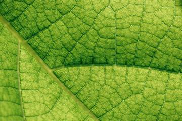 macro texture of natural green leaf