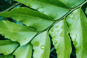 greenery texture with green leaves on plant