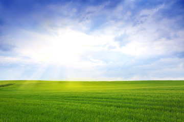 Fototapeta na wymiar Summer field and blue sky with sun.