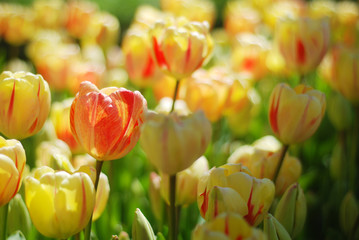 Fototapeta premium Beautiful tulips in a park