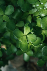 Close up of green aichryson succulent plant