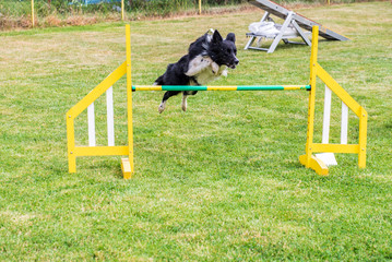 Border Collie on agility field for dogs, training and competing, jumping over obstacles