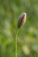 aufgehender mohn