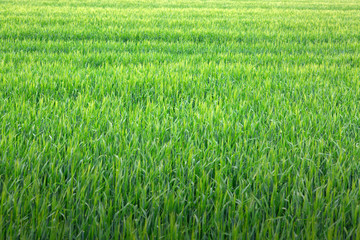 Background from green gras.