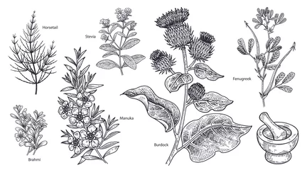 Fotobehang Kruiden Set van medicamenteuze planten, bloemen en kruiden.