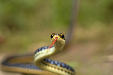 Eastern bronzeback, Dendrelaphis proarchos, Colubridae, Trishna, Tripura , India