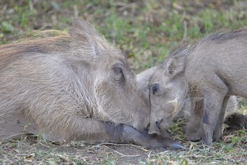 Warzenschwein Mutter und Kind