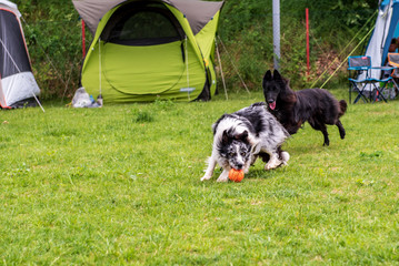 Dogs running,  catching the ball on green grass field 
