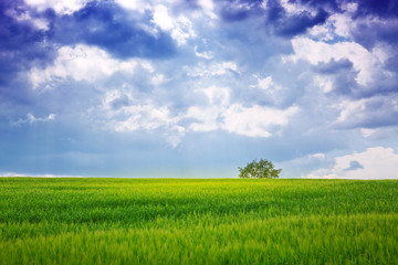 Green field and tree.