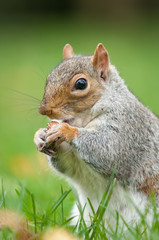 Grey squirrel feeding in park