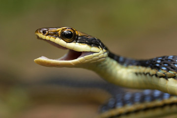 Eastern bronzeback, Dendrelaphis proarchos, Colubridae, Trishna, Tripura , India