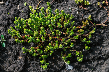 Small green succulents covered ground. Beautiful sedum in macro. Background of plants with copy space.