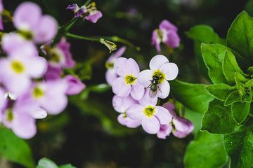 Fly on purple hesperis close-up in macro. Background of group of small violet flowers of nightviolet with copy space.