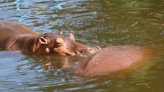 Hippo in chiangmai Thailand
