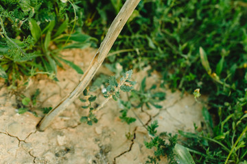 Field of spring flowers and green grass at sunset