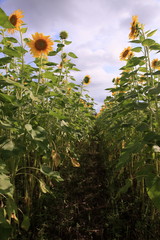 Obraz premium ひまわり畑の小道