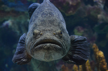 Grouper swimming in the water