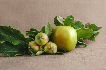 one big and three small unripe green apples near the apple branch on the sack background