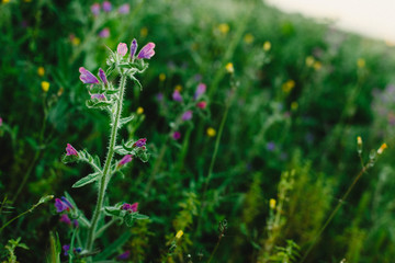 Obraz premium Field of beautiful and delicate blue and lilac flowers in spring