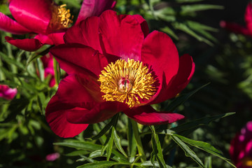 Red peony bloom on a beautiful spring day