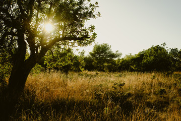 Field of spring flowers and green grass at sunset