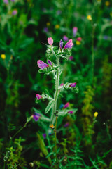 Field of beautiful and delicate blue and lilac flowers in spring