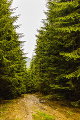 Obraz premium Landscape with a road through alpine forest in a summer day