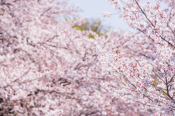 満開の桜の花