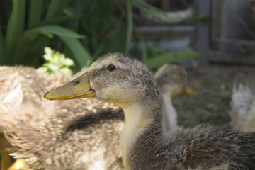ducks on grass on a close-up