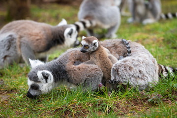 Naklejka na ściany i meble Lemur katta cub on mothers back